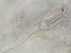 Pair Of Detailed Macrocrinus Crinoid Fossils - Indiana #52931-4
